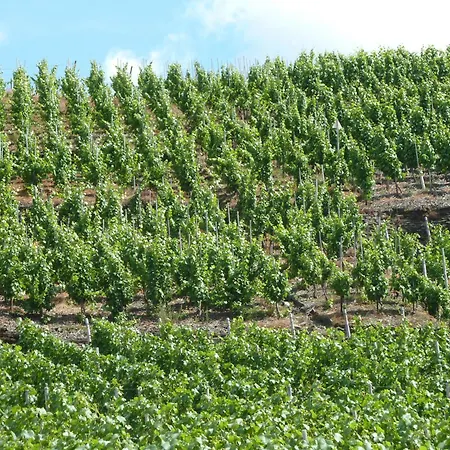 Relaxen Im Weindorf 4 Apartment *