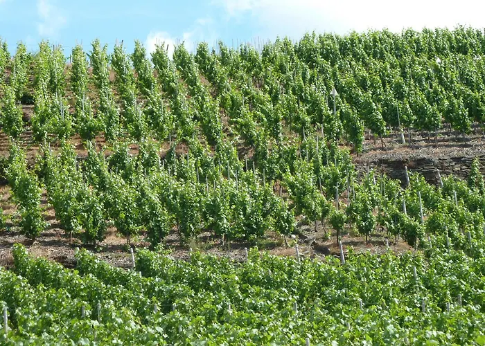 Relaxen Im Weindorf 4 Apartment *